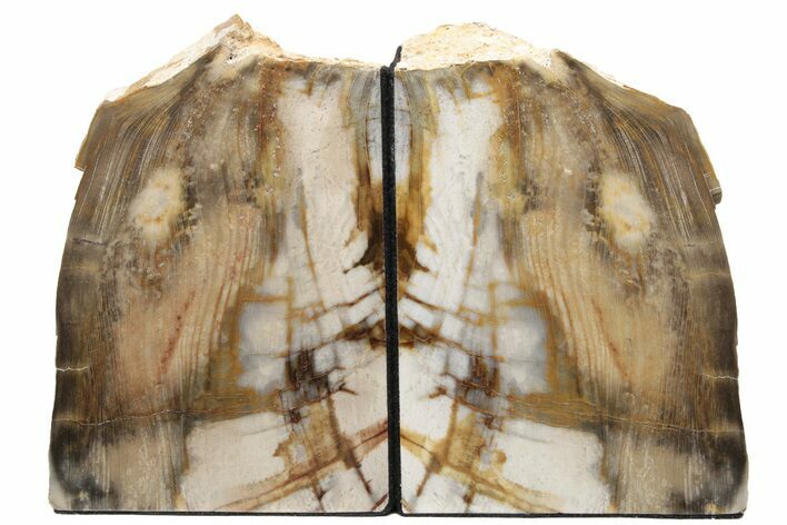 Tall, Colorful Petrified Wood Bookends - Washington #233245